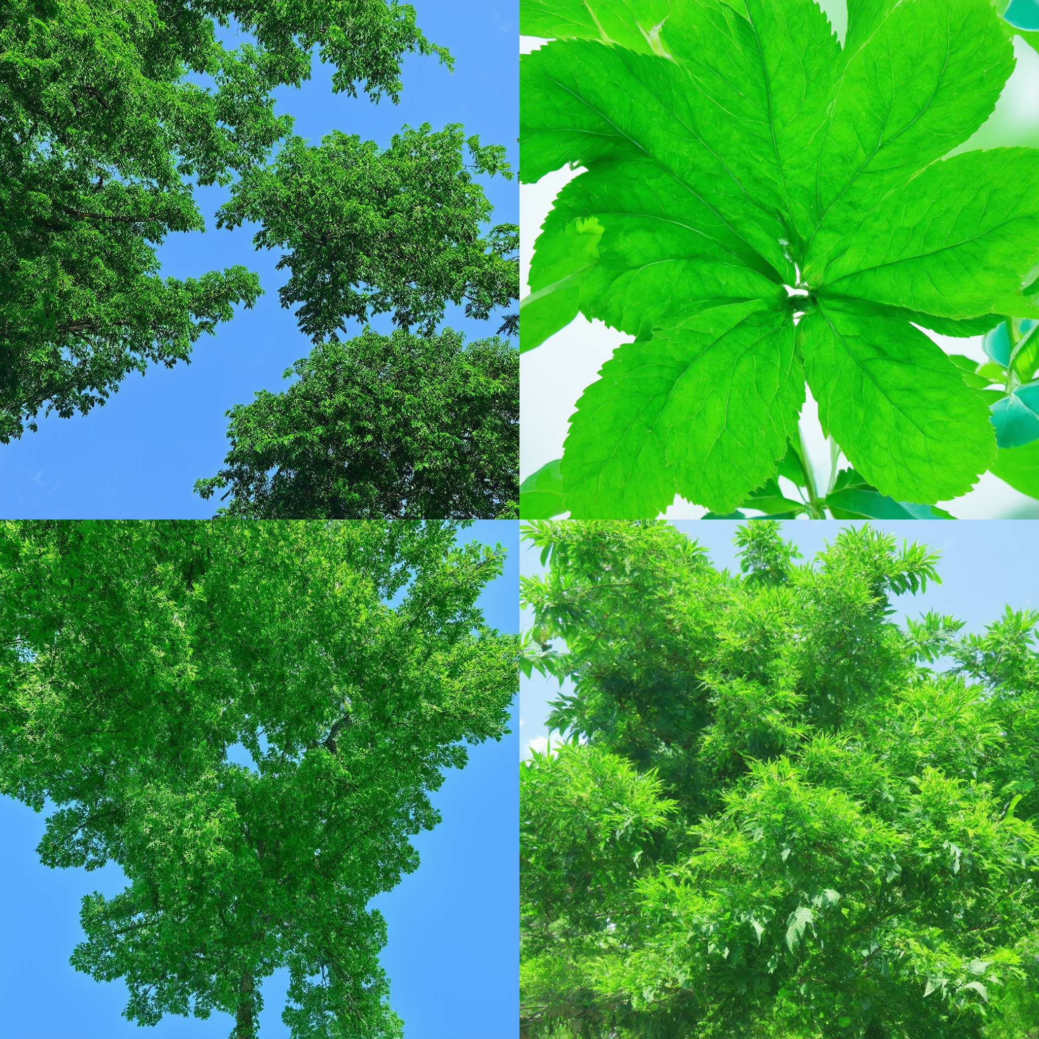 Maple leaves during summer