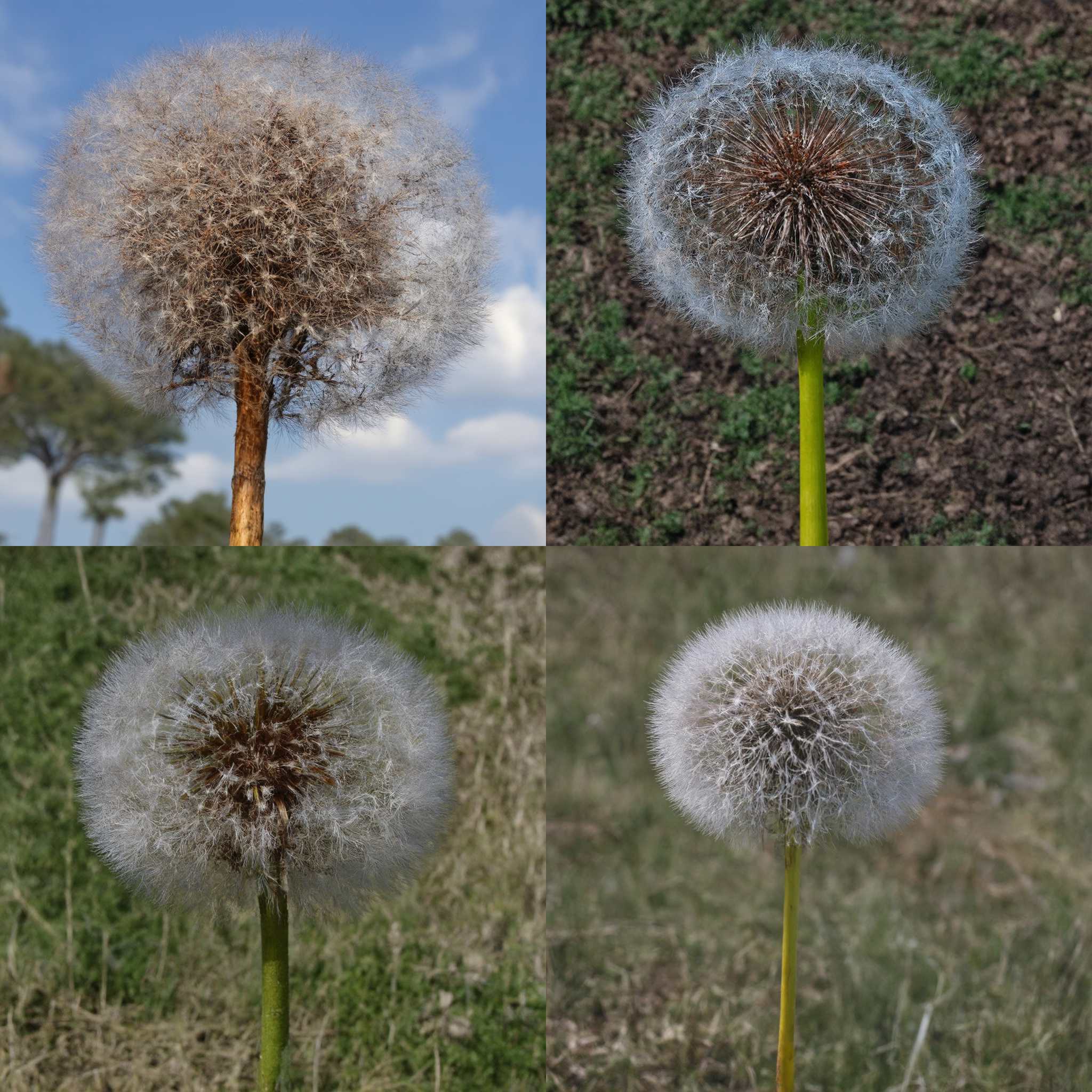 A mature dandelion