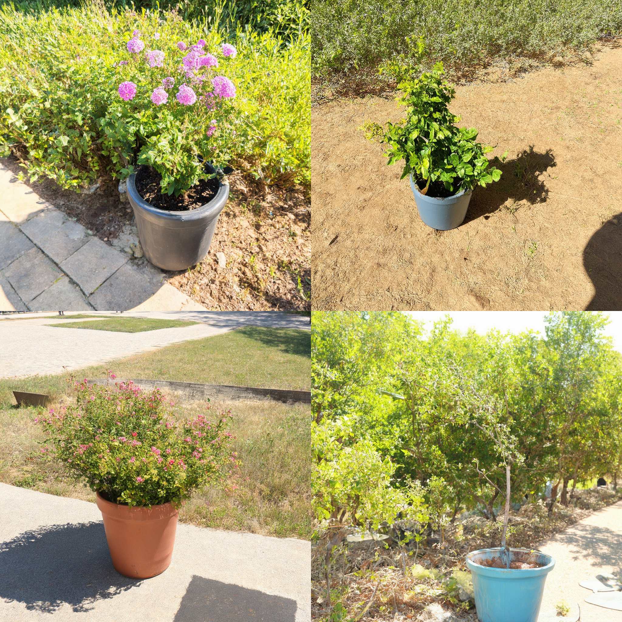 A potted plant kept in ample sunlight for a week